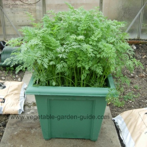 Carrots in square plant container