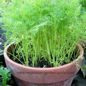 Carrots in square plant container