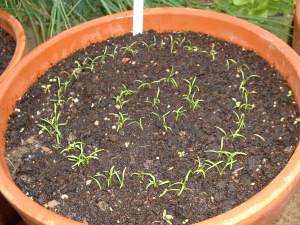 how to gow carrots in containers