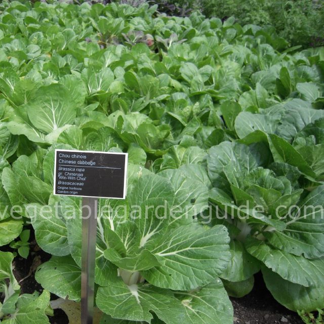 Chinese Cabbage