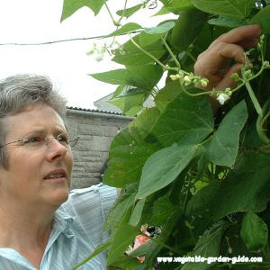 Snap Beans in container