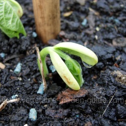 French bean seedling emerging
