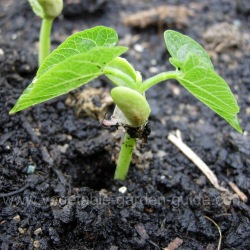 French bean seedling open