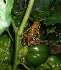Frog and vegetable garden