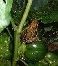 growing peppers