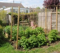 Vegetable Garden Questions