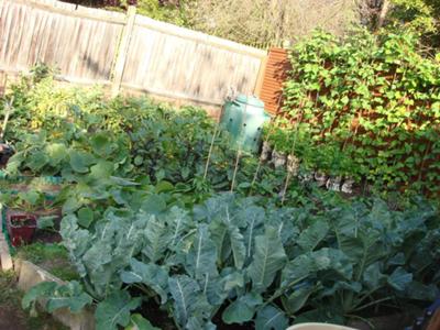 Our Successful Vegetable Garden