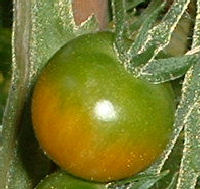 Tomato Greenback disease