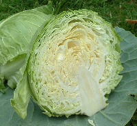 Growing Cabbage