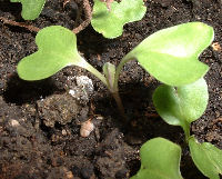 Growing Cabbage