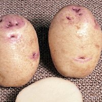 kestrel potato seed