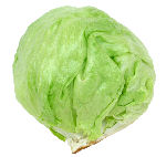 Lettuce variety: Crisphead