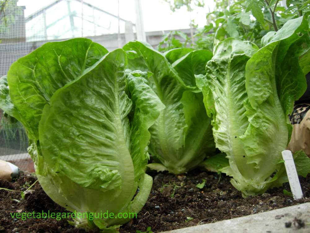 How To Grow Lettuce Tips Instructions And Pictures For A Tasty