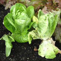vegetable gardening questions