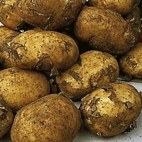 Maris Peer potato seed