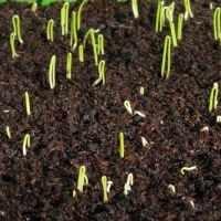 Onion Seeds Germinating