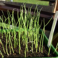 Onion Seedlings