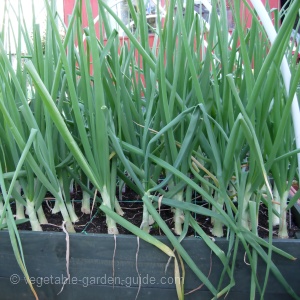 How to Grow Onions