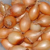 How to Grow Onions