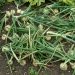 Growing Onions