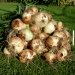 Growing Onions