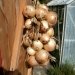 Growing Onions