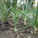 Growing Onions