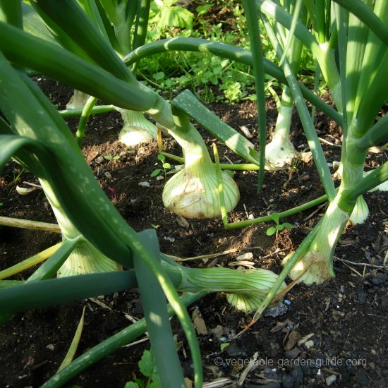 Growing Onions