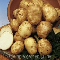 Pentland Javelin potato seed
