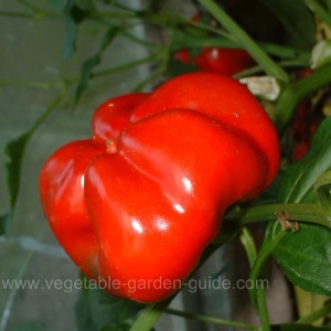 Ripe Sweet Pepper