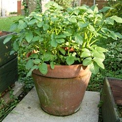 Pentland javelin potato seed