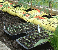 Pricking Tomatoes out into trays