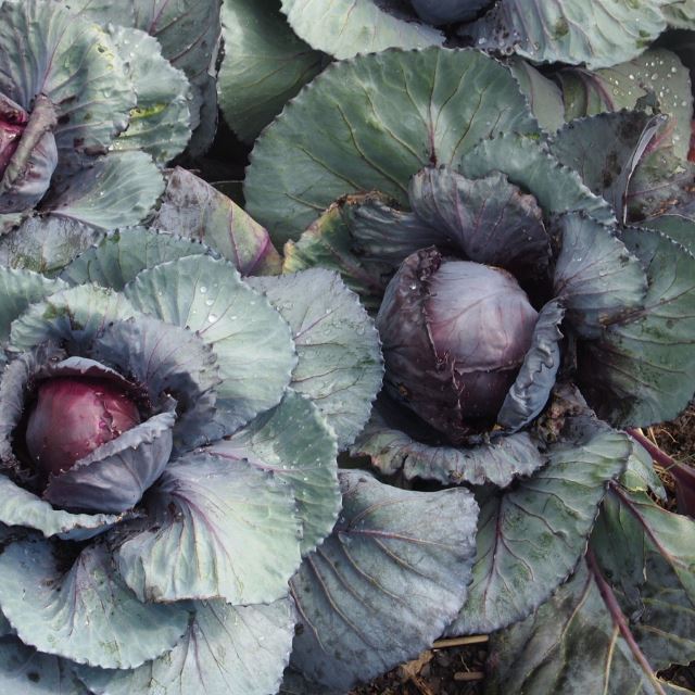 Red Cabbage