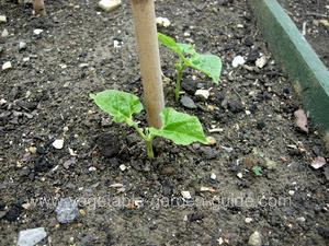 Green Bean Seedlings