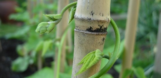 Planting green beans