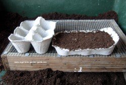 How to grow lettuce - egg box