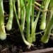Planting Spring Onions