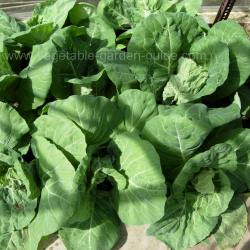 Spring Cabbage Plants