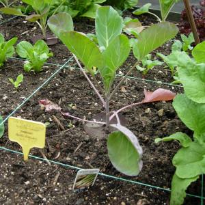 Cabbage seedling