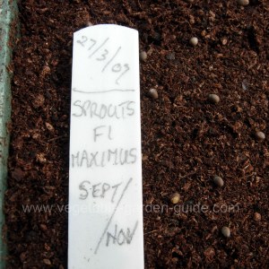 starting seeds - proding compost with fingers