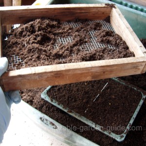 starting seeds - proding compost with fingers