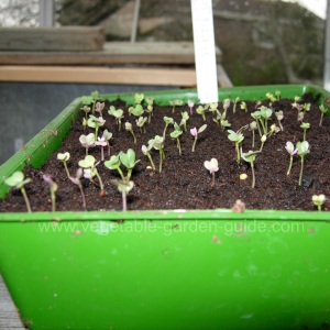 starting seeds - proding compost with fingers