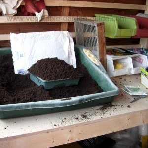 starting vegetable seeds - small tray filled with compost
