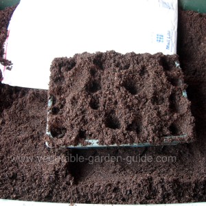 starting seeds - proding compost with fingers