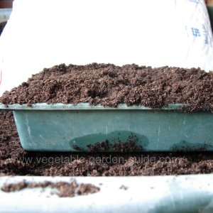 starting seeds - proding compost with fingers