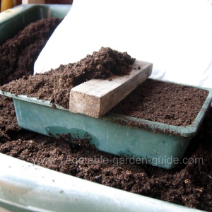 starting seeds - proding compost with fingers