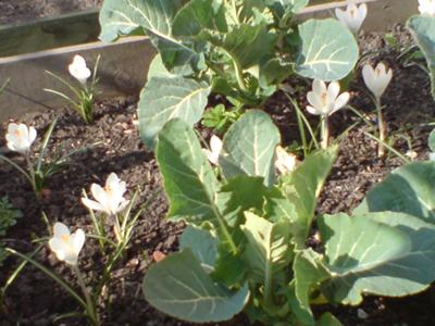 Cauliflowers In Bed With Crocuses