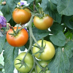 How to grow tomatoes