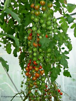 tomato seeds