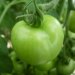 Green Tomatoes